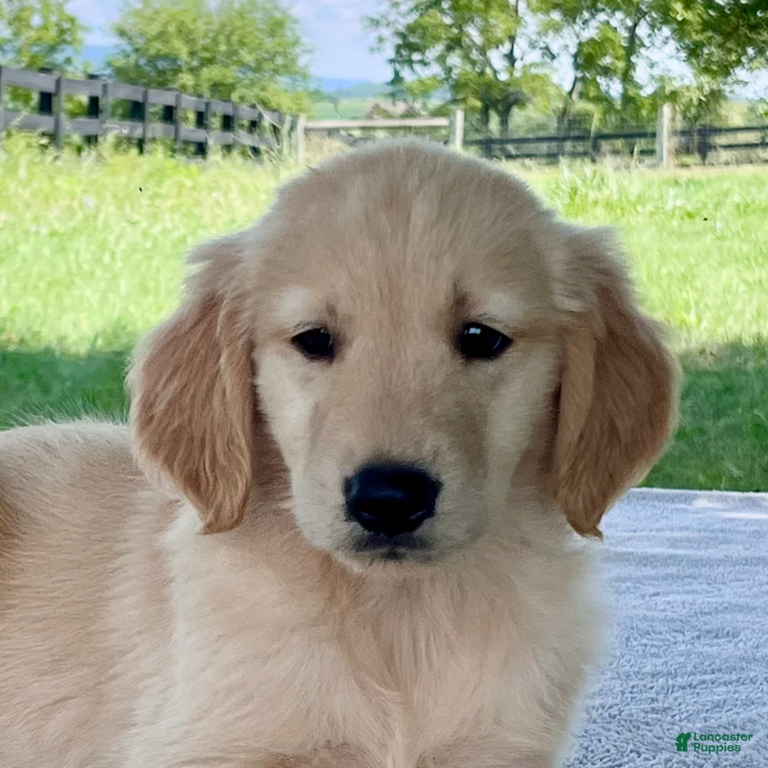 Golden Retriever dogs for sale: Domino - Ad 2