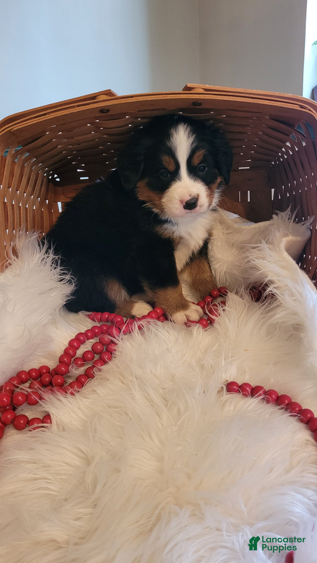 Bernese Mountain Dog dogs for sale: Marshmellow - Ad 4