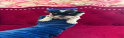 Morkie dogs for sale: Benz  - Ad 5