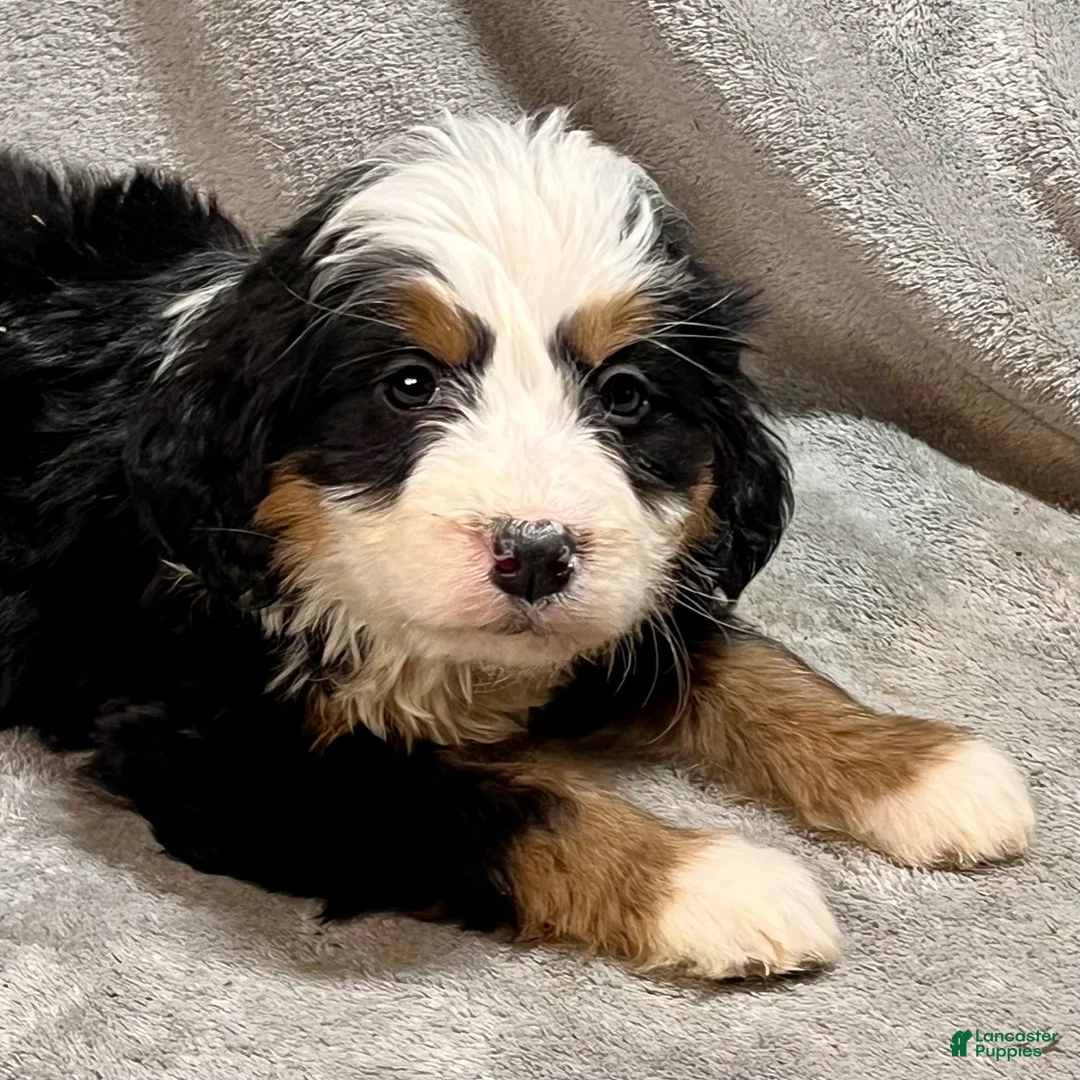 Bernedoodle dogs for sale: Morgan - Ad 1