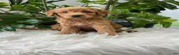 Mini Goldendoodle dogs for sale: Carter - Ad 4