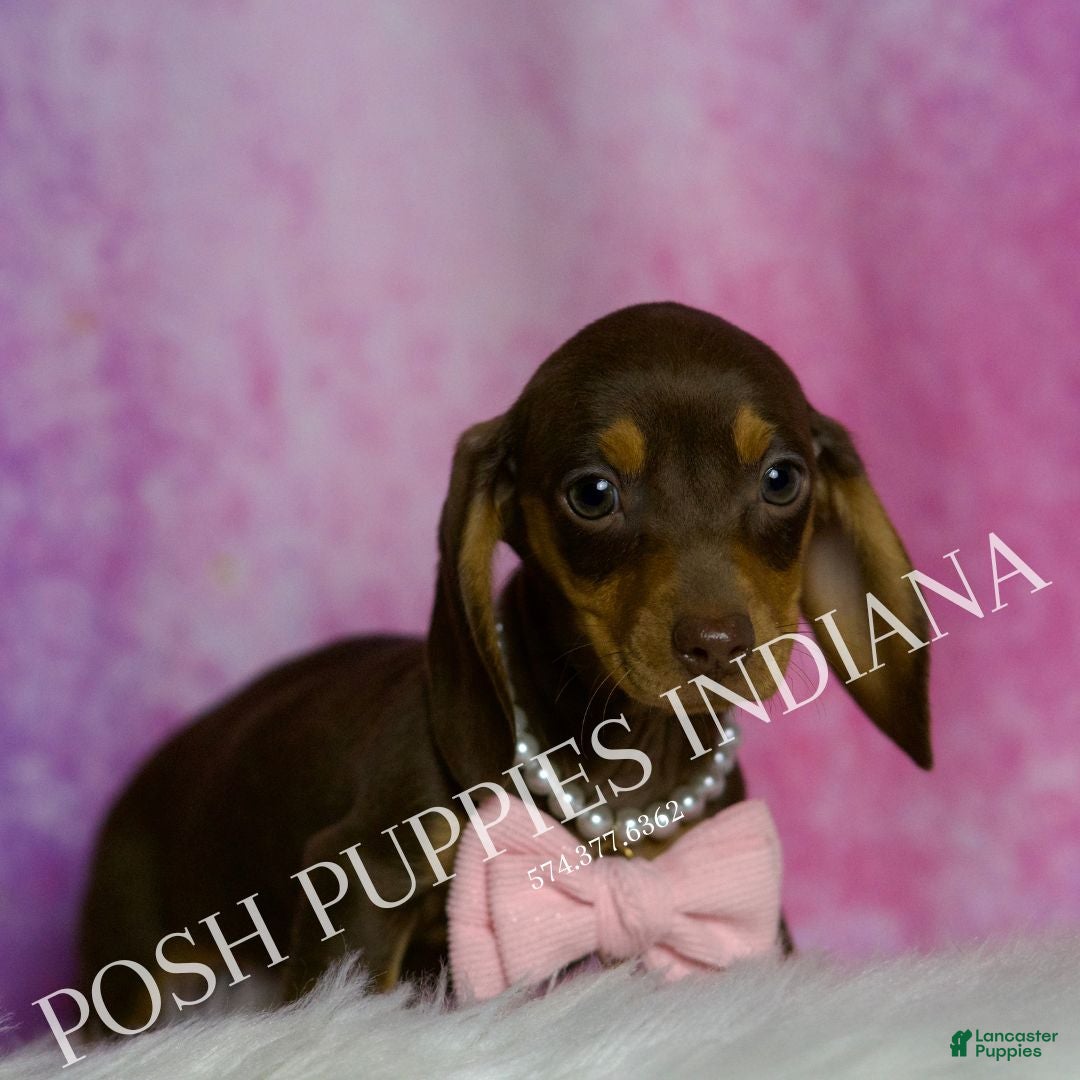 Miniature Dachshund dogs for sale: Godiva - Ad 4