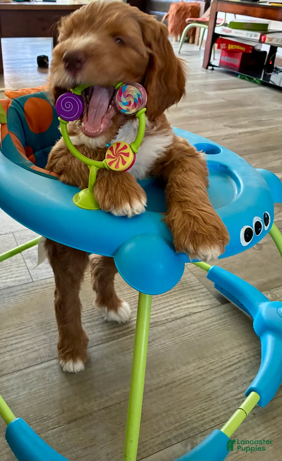 Bernedoodle dogs for sale: Bernedoodle Boy Chubs - Ad 1