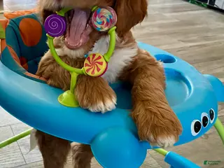 Bernedoodle dogs for sale: Bernedoodle Boy Chubs - Ad 3