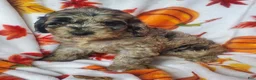 Cockapoo dogs for sale: Cookie - Ad 6