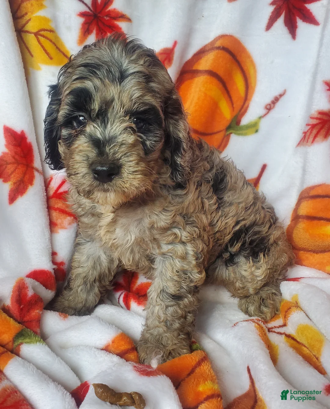 Cockapoo dogs for sale: Cookie - Ad 6