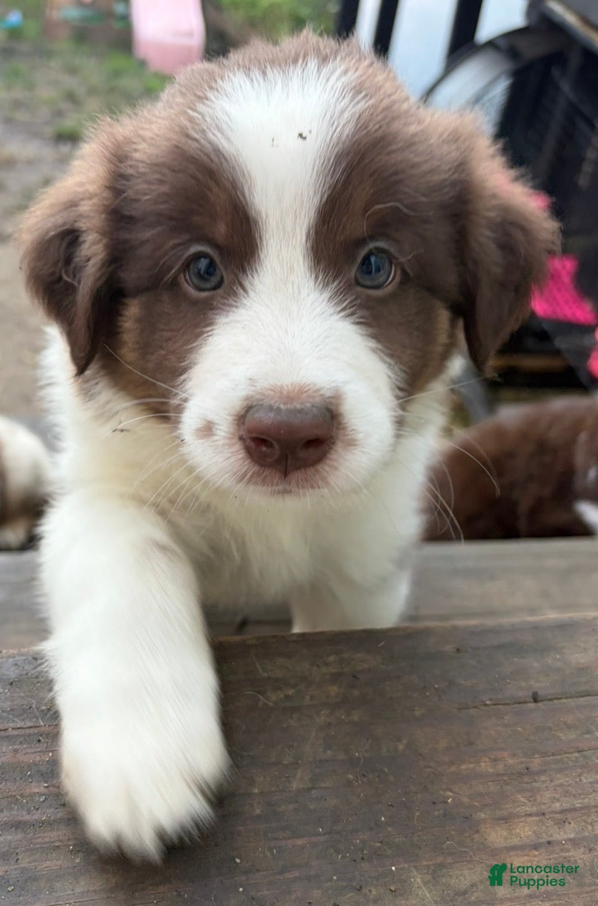 Australian Shepherd dogs for sale: Australian Shepherd 1 - Ad 37