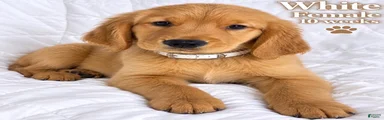 White Purebred