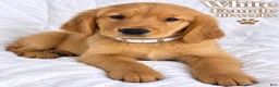 Golden Retriever dogs for sale: White Purebred - Ad 1