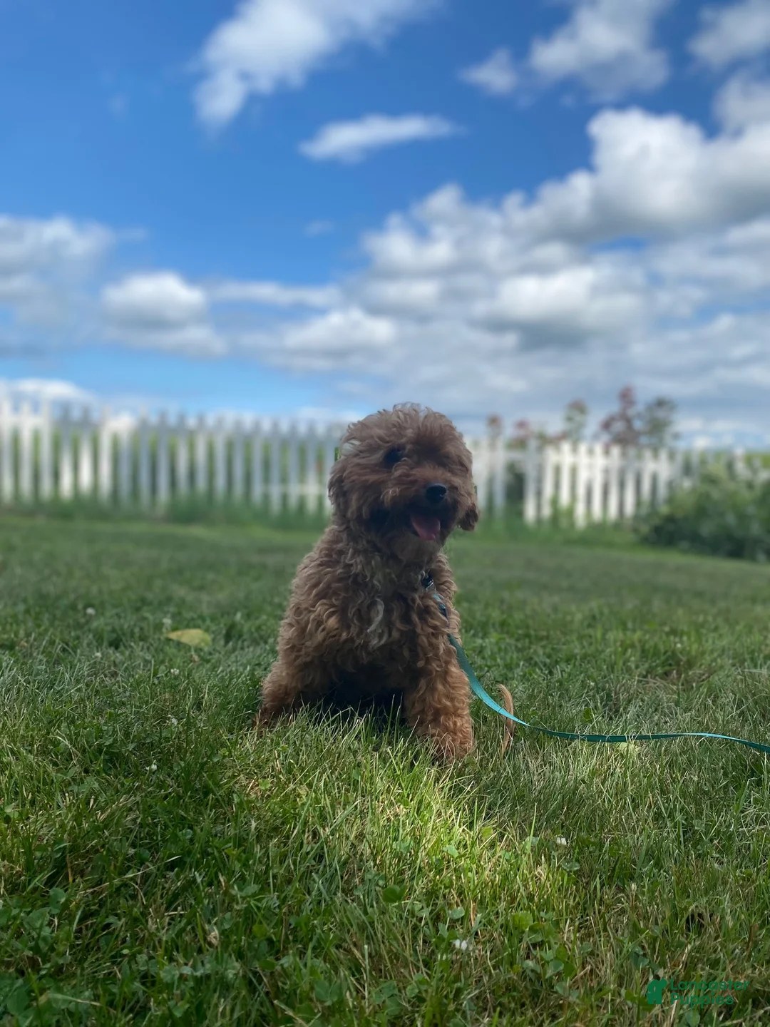 Miniature Poodle dogs for sale: Joy - Ad 4