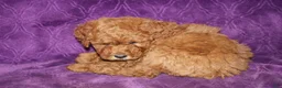 Mini Goldendoodle dogs for sale: Mini Goldendoodle Cody - Ad 2