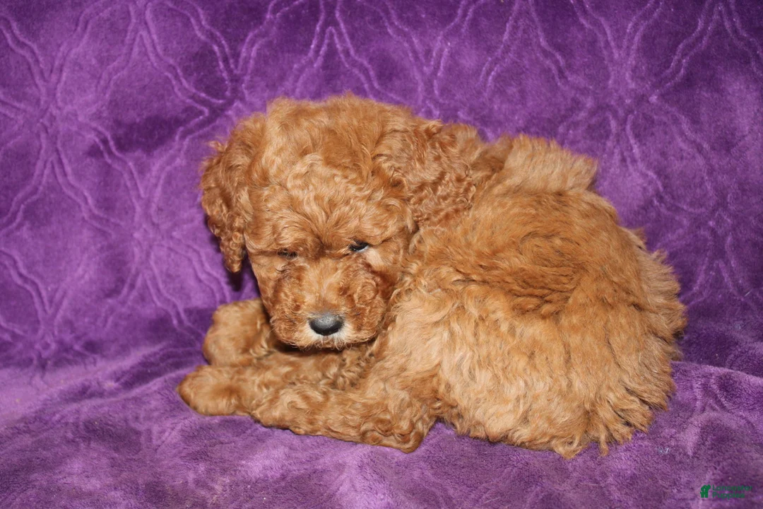Mini Goldendoodle dogs for sale: Mini Goldendoodle Cody - Ad 2