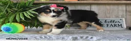 Australian Shepherd dogs for sale: Carly - Ad 3