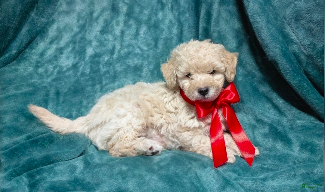 Bichpoo dogs Biscuit - Ad 37