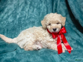 Bichpoo dogs Biscuit - Ad 20