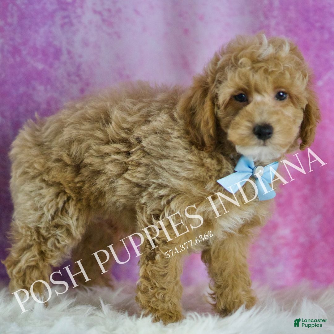 Miniature Poodle dogs for sale: Wiggles - Ad 4