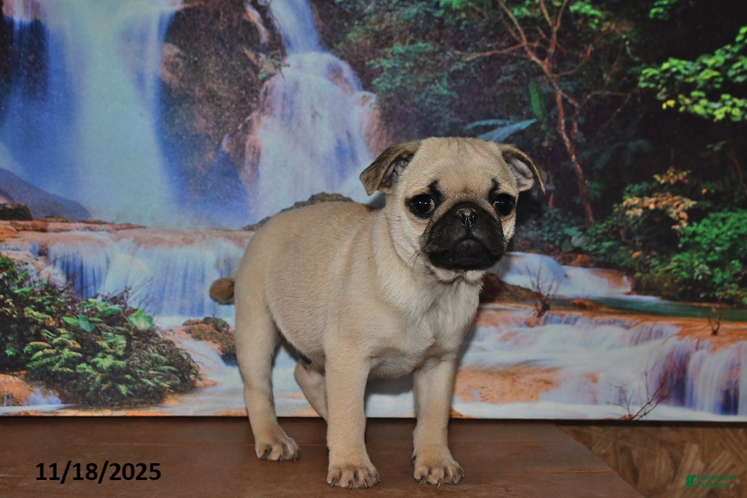 Pug dogs for sale: Rusty - Ad 5