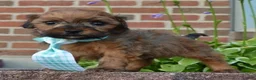 Shihpoo dogs for sale: TINY SAM - Ad 11