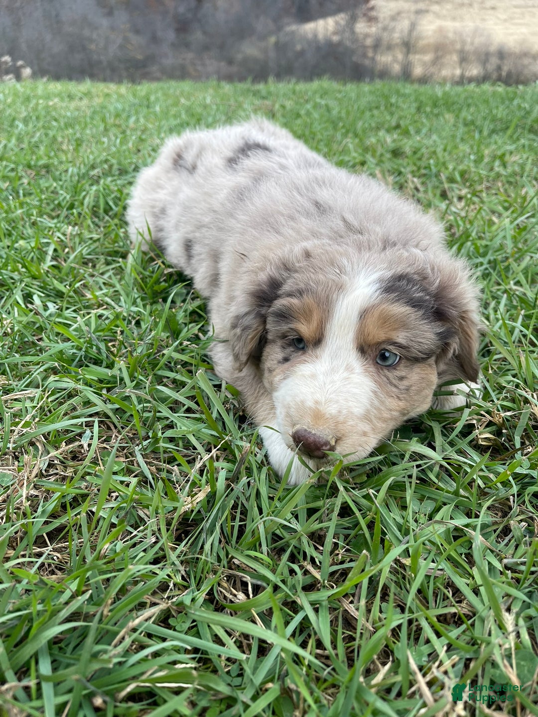 Australian Shepherd dogs for sale: Percy - Ad 8