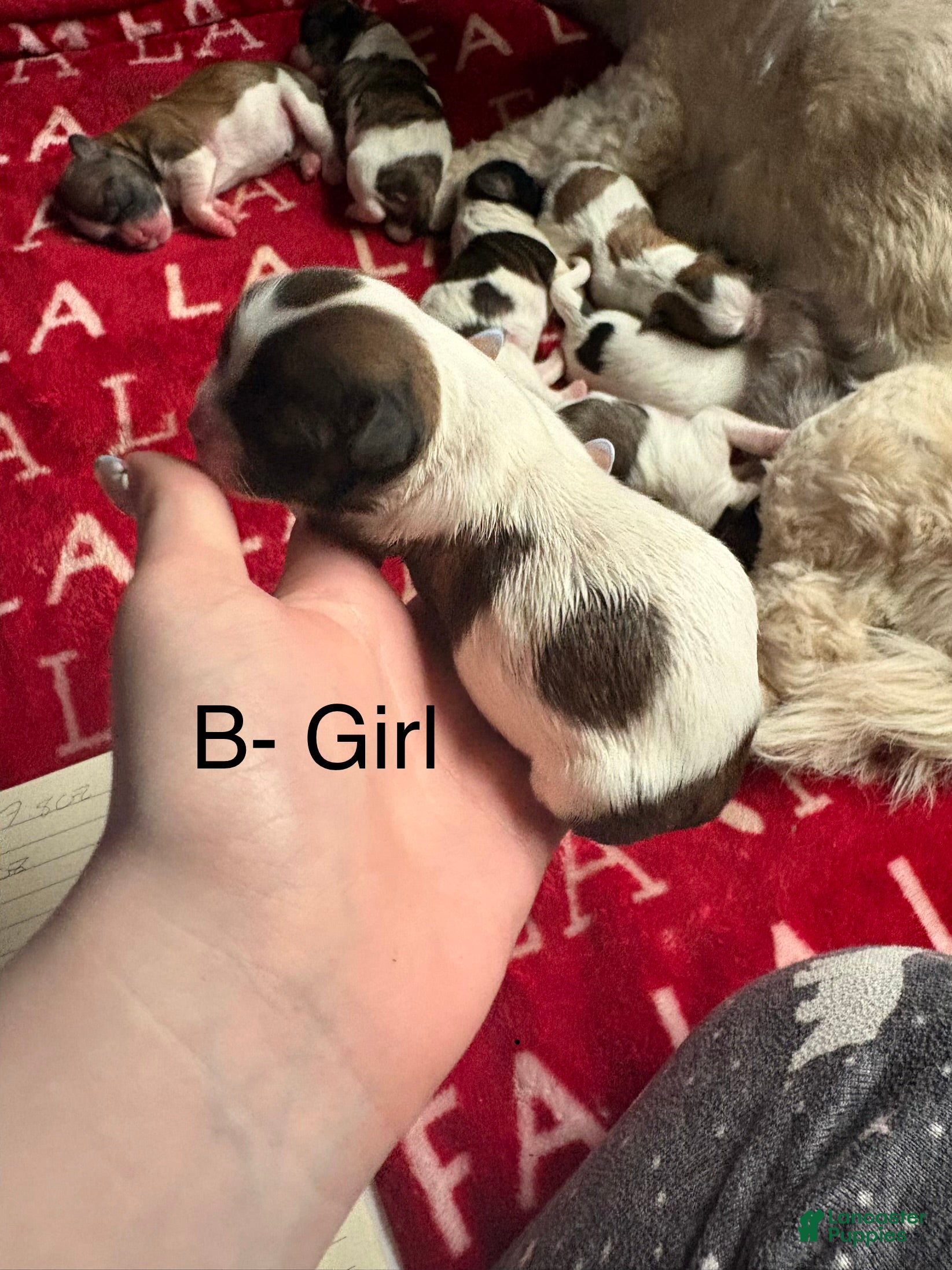 Shih Tzu dogs Stella - Ad 2