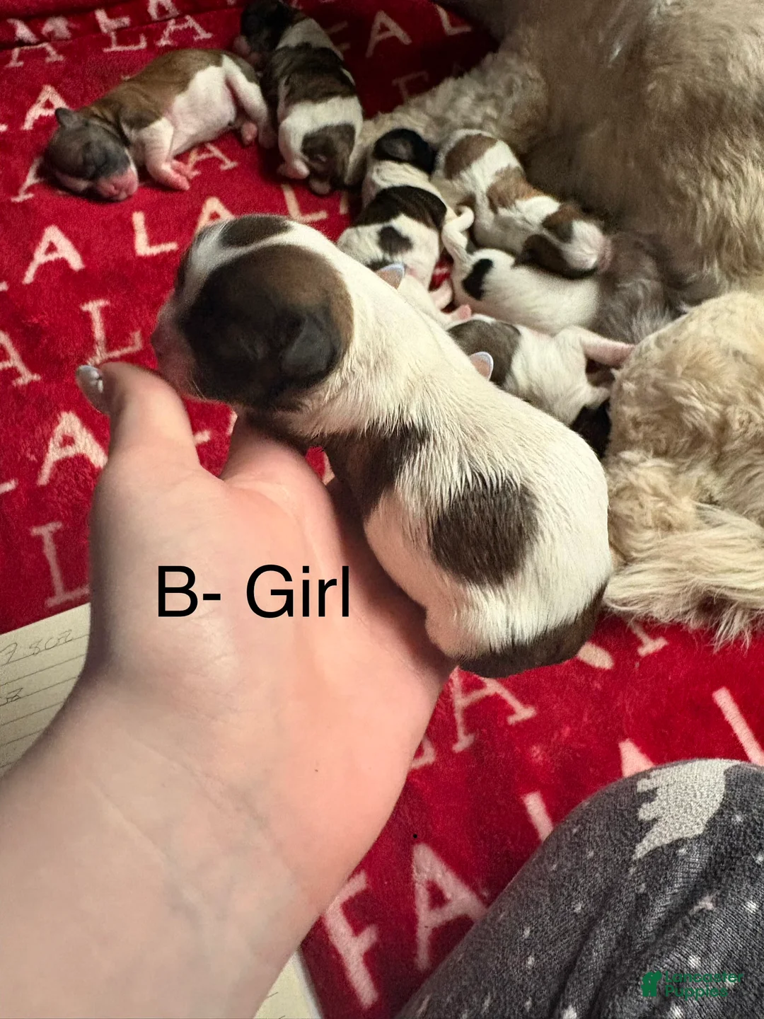 Shih Tzu dogs for sale: Stella - Ad 2