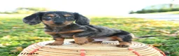 Miniature Dachshund dogs for sale: Leaf - Ad 4