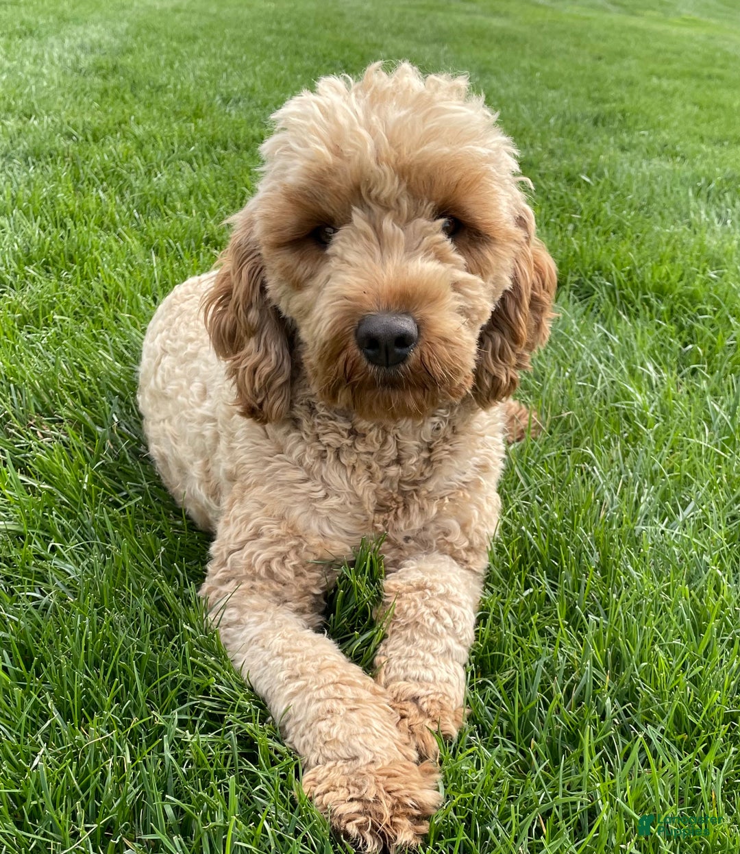 Mini Goldendoodle dogs for sale: Kringle - Ad 7