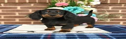 Miniature Dachshund dogs for sale: Lily - Ad 3