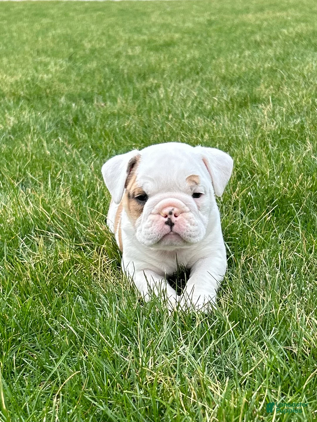 English Bulldog dogs for sale: Wilder - Ad 2