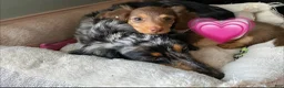 Miniature Dachshund dogs for sale: Samantha - Ad 4