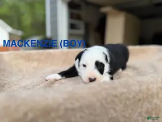 Border Collie dogs Mackenzie - Ad 21