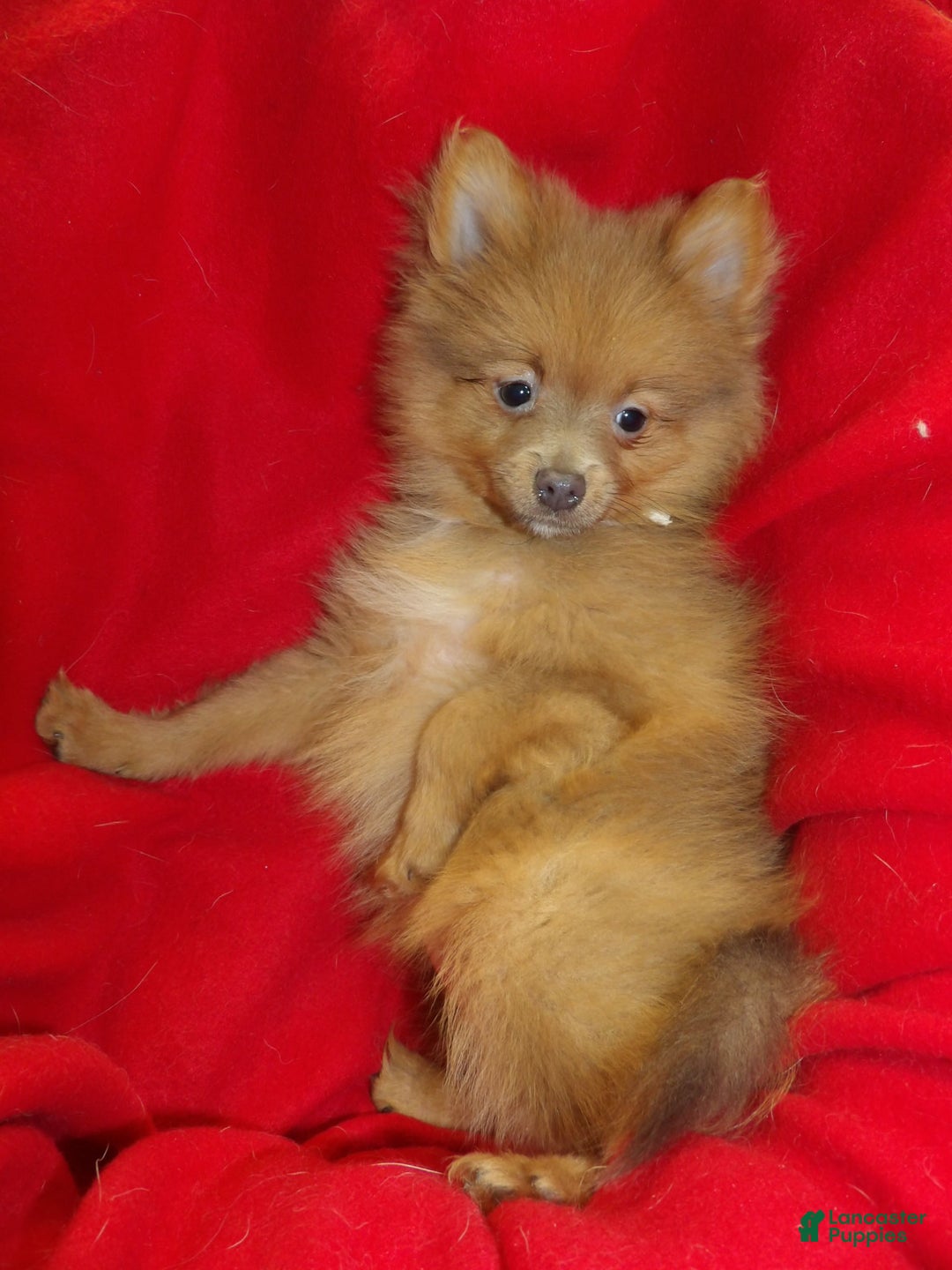 Pomeranian dogs for sale: Priscilla  - Ad 3