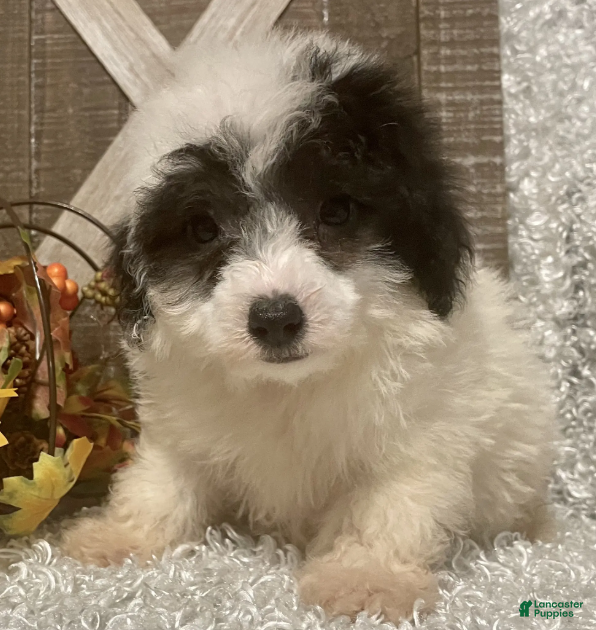 Toy Poodle dogs Cookie - Ad 9