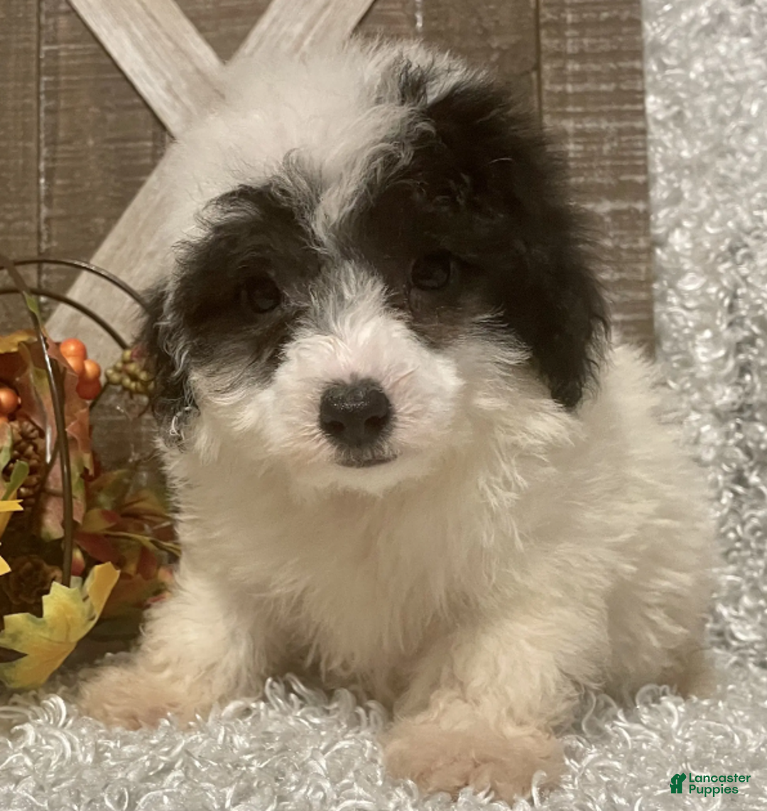 Toy Poodle dogs for sale: Cookie - Ad 1