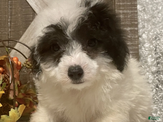 Toy Poodle dogs Cookie - Ad 7