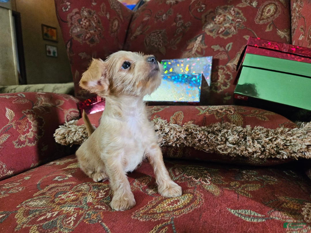 Chorkie dogs for sale: Bell - Ad 6