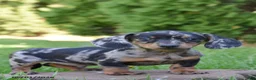 Miniature Dachshund dogs for sale: Dodger - Ad 1