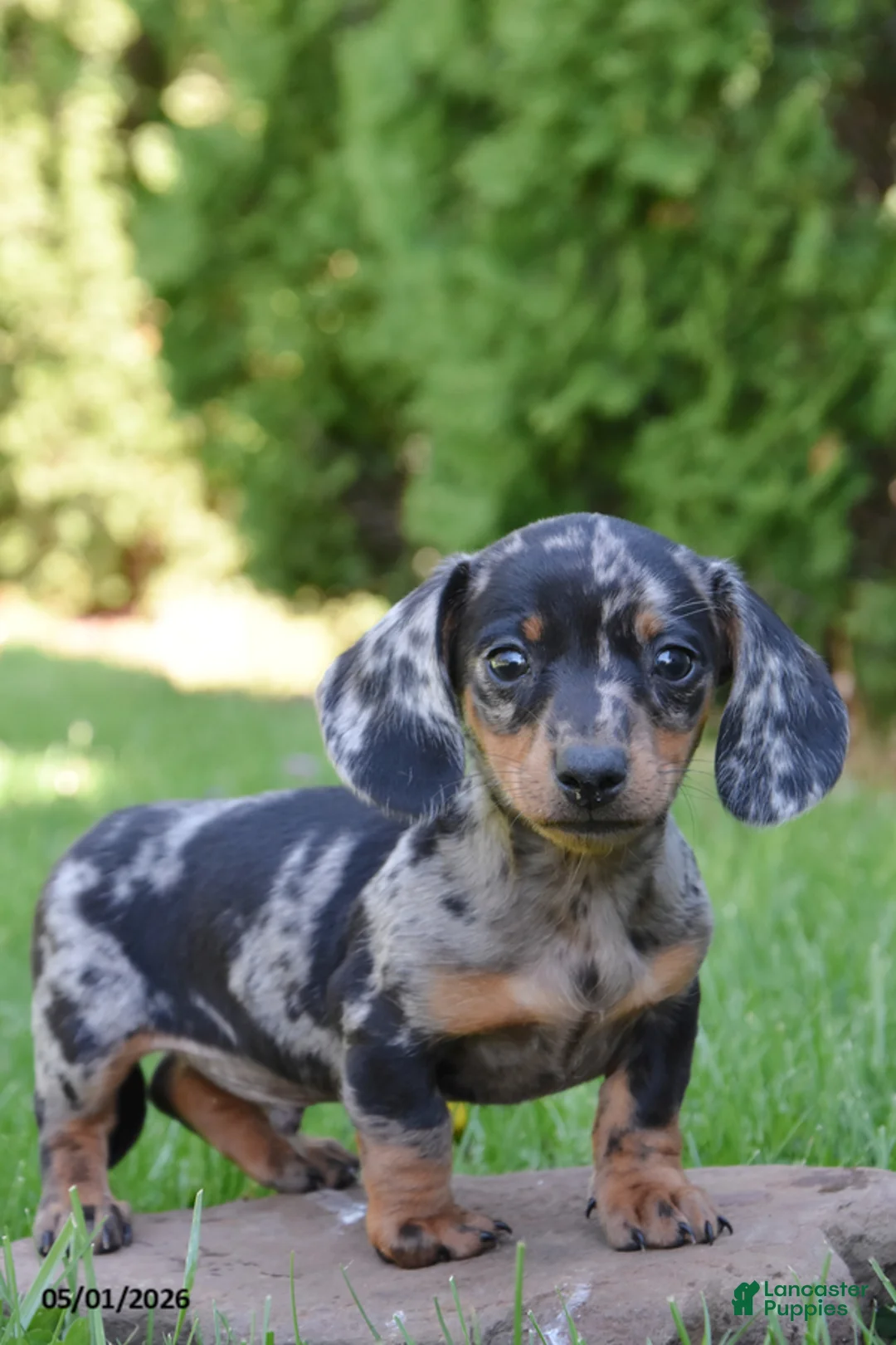 Miniature Dachshund dogs for sale: Dodger - Ad 1