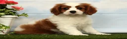 Cavalier King Charles Spaniel dogs for sale: Josh - Ad 3