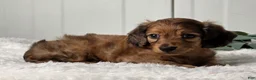 Miniature Dachshund dogs for sale: Buster - Ad 4