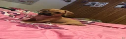 Mixed Breed dogs for sale: Pit wennie - Ad 3