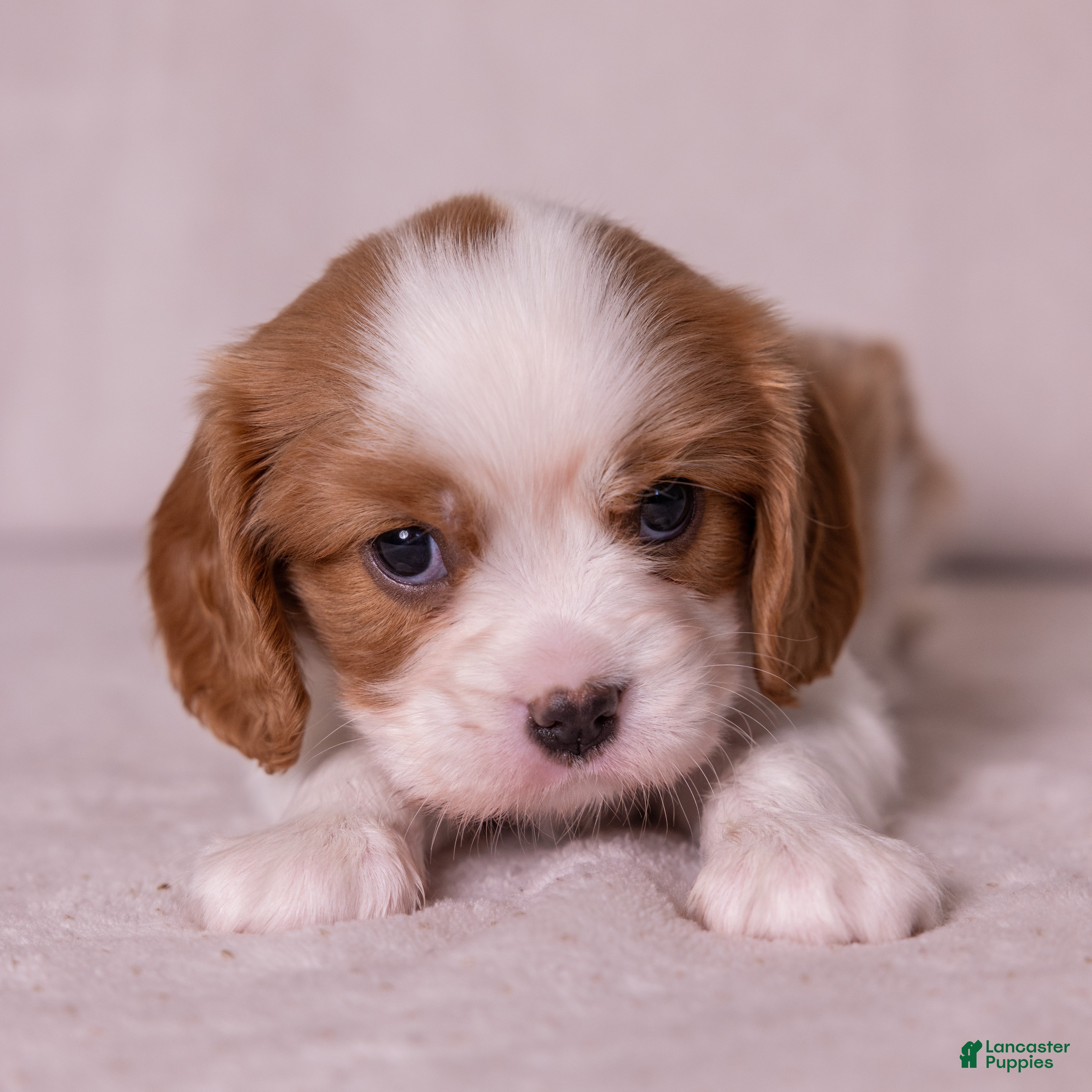 Cavalier King Charles Spaniel dogs Cheers - Ad 1