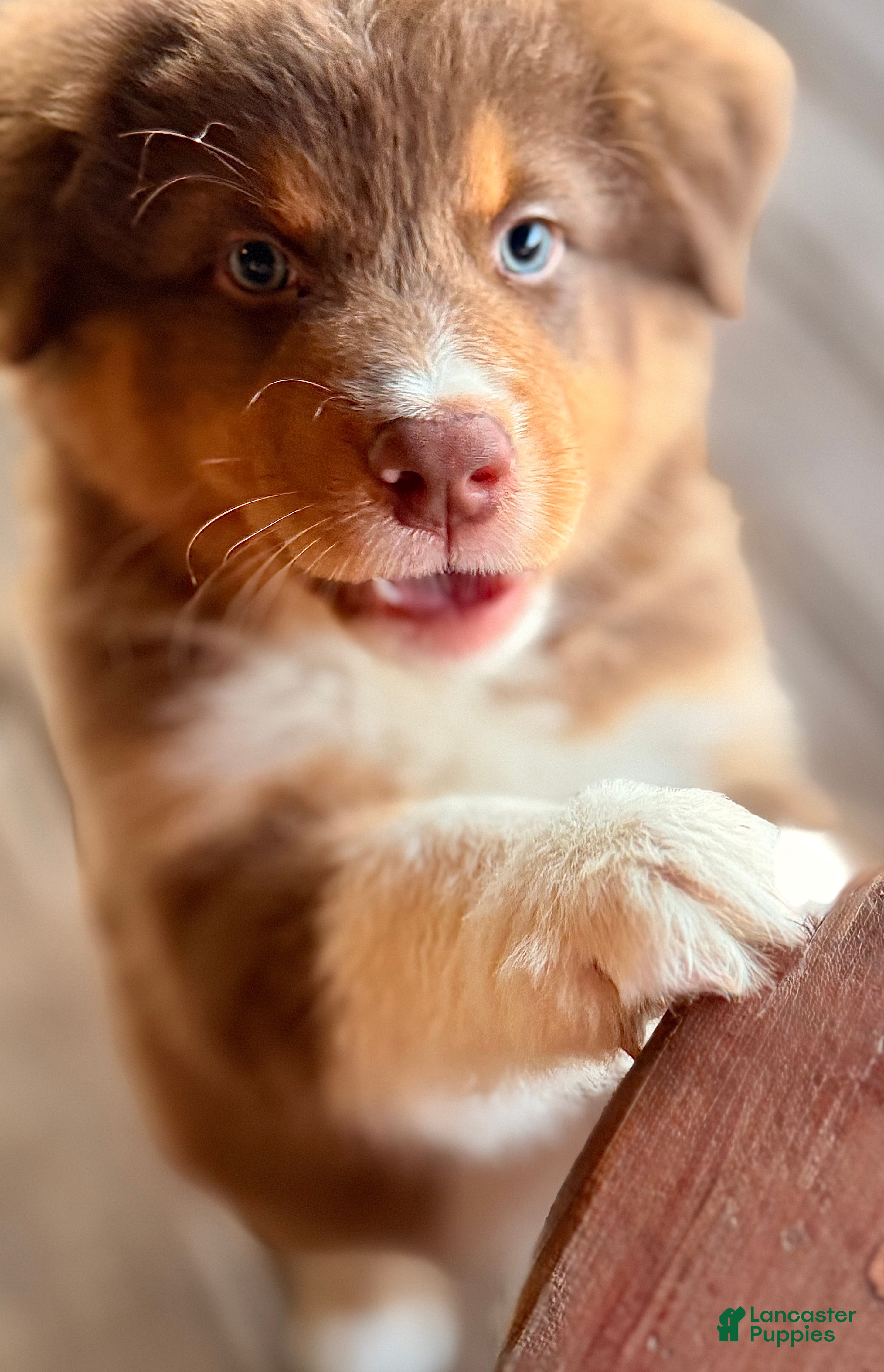 Australian Shepherd dogs AKC 4 Russell - Ad 1