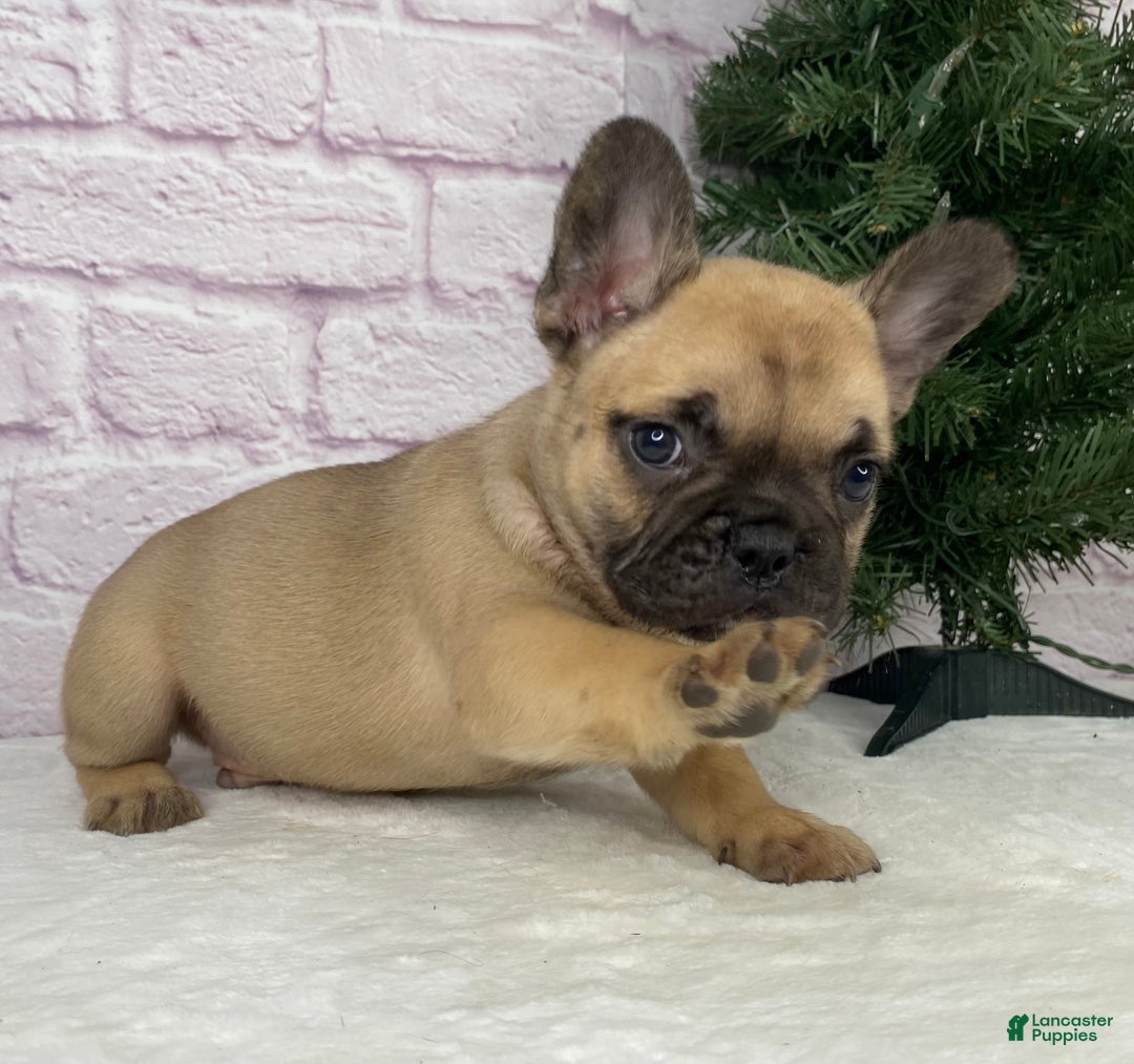 French Bulldog dogs for sale: Kyle - Ad 2