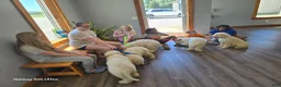 Komondor dogs for sale: Komondor blue - Ad 3
