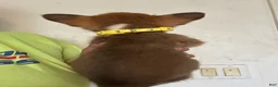 Welsh Corgi Pembroke dogs for sale: Yellow - Ad 2