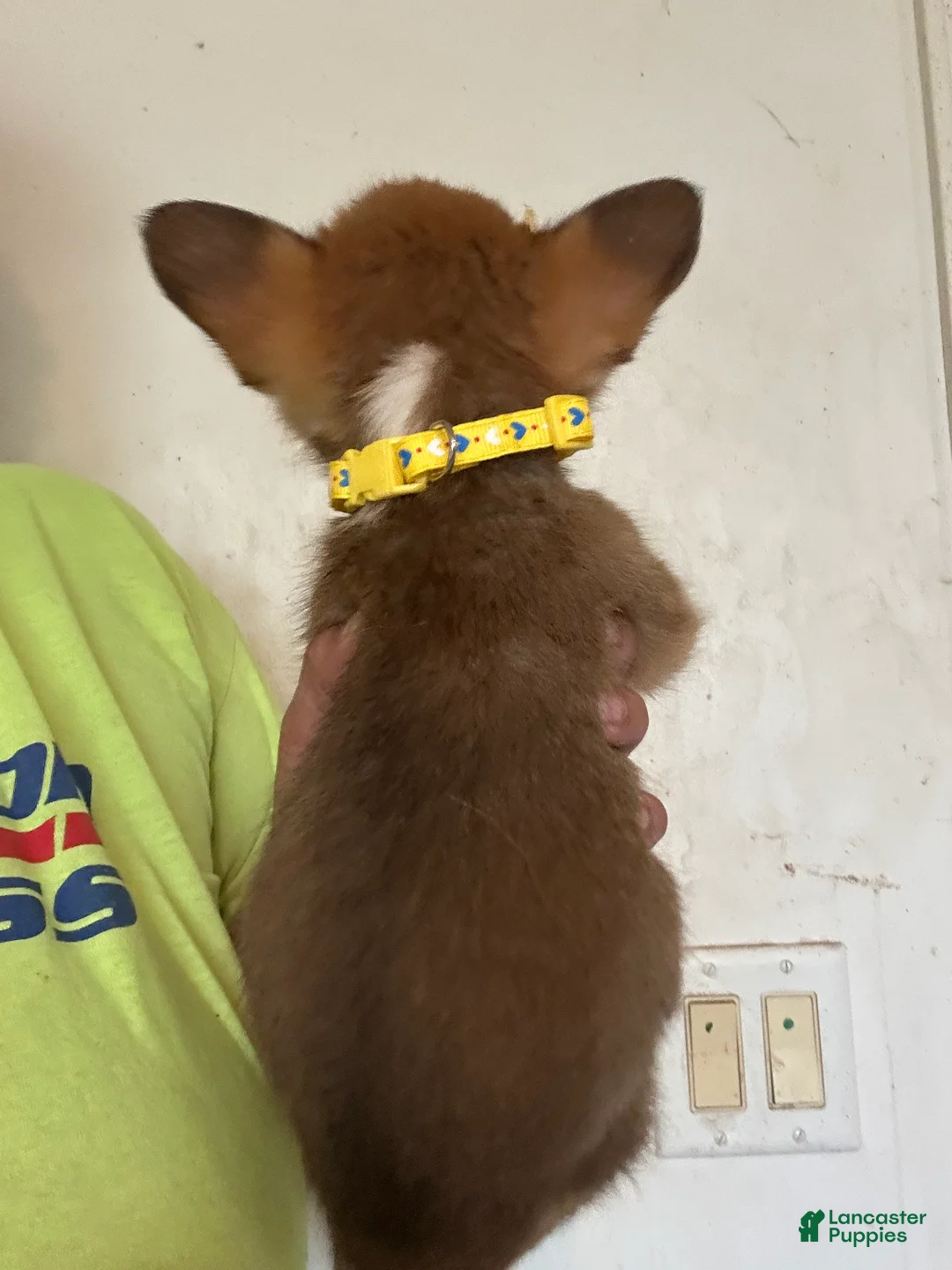 Welsh Corgi Pembroke dogs for sale: Yellow - Ad 2