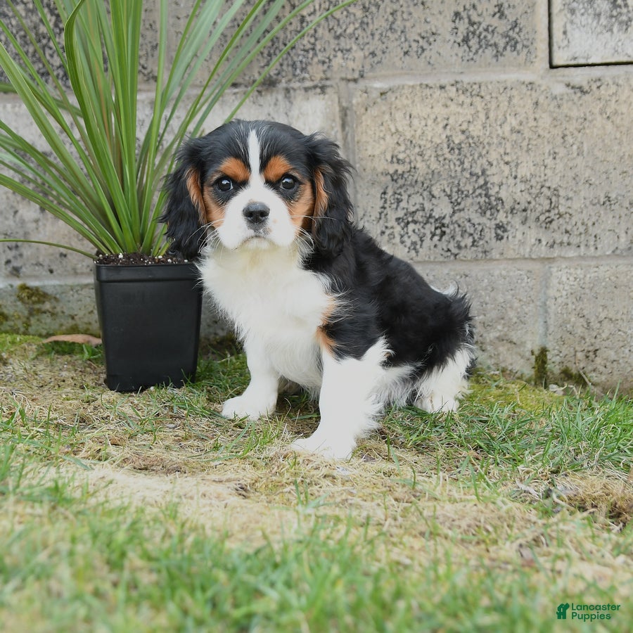 Cavalier King Charles Spaniel dogs Checkers - Ad 1