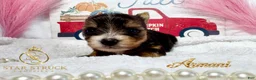 Yorkshire Terrier dogs for sale: Yorkshire Terrier 2 - Ad 2