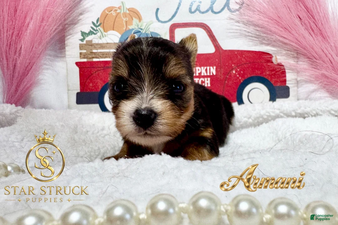 Yorkshire Terrier dogs for sale: Yorkshire Terrier 2 - Ad 2